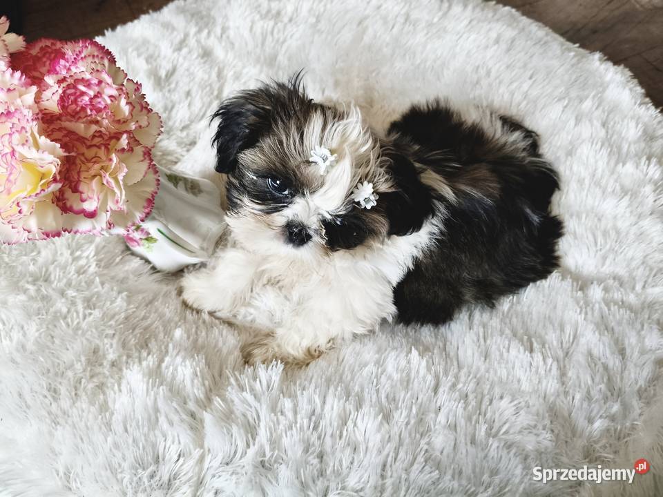 SHIH TZU piesek maleńki FCI