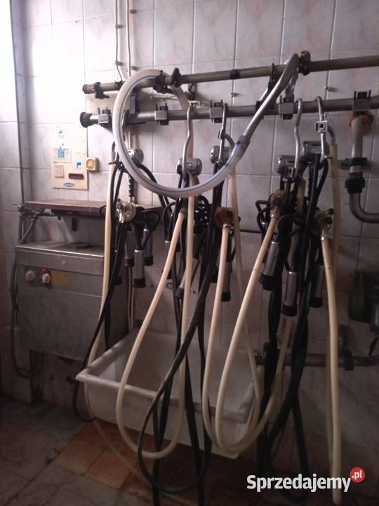 Dojarka Westfalia podlaskie Szumowo