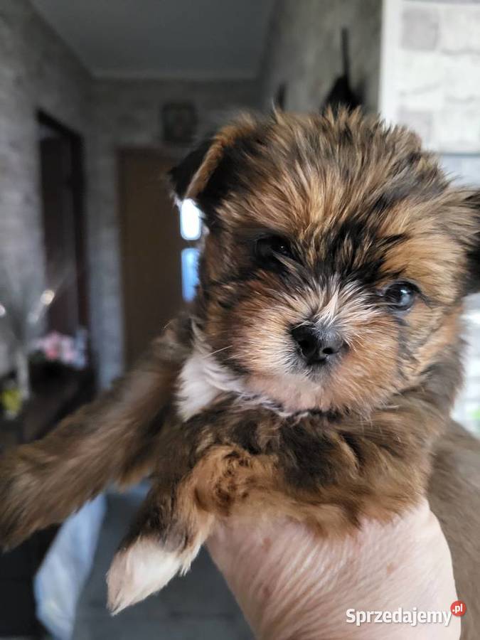 Shih tzu śliczne pieski mazowieckie sprzedam