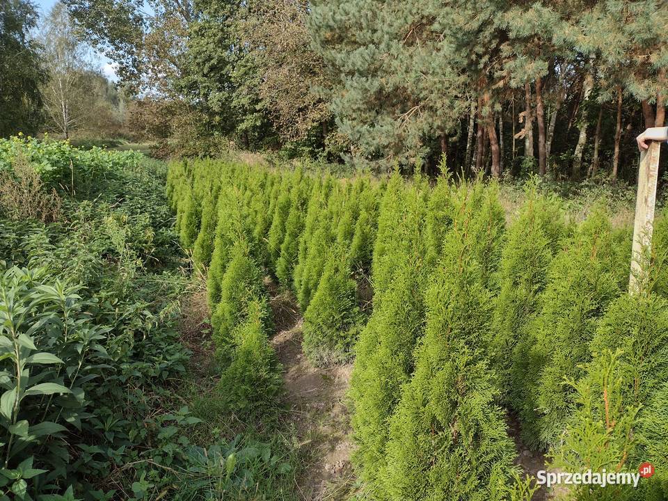 Tuja szmaragd Thuja szmaragd smaragd Kurów sprzedam