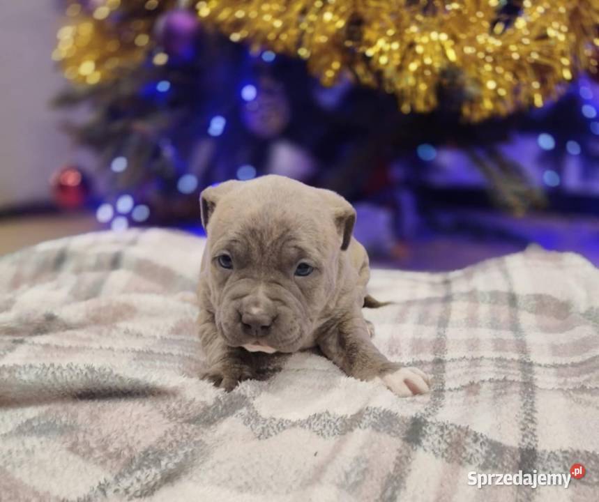 Suczka amstaff Wólka-Przekory sprzedam