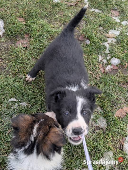 Border Collie Wołów