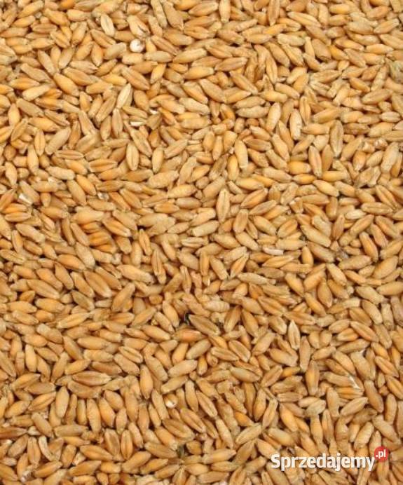 pszenica jęczmień pszenżyto mazowieckie Szydłowiec sprzedam
