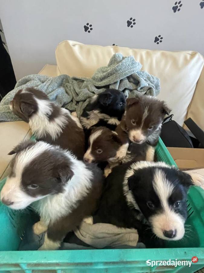 Szczeniak Border Collie czekoladowy suczka