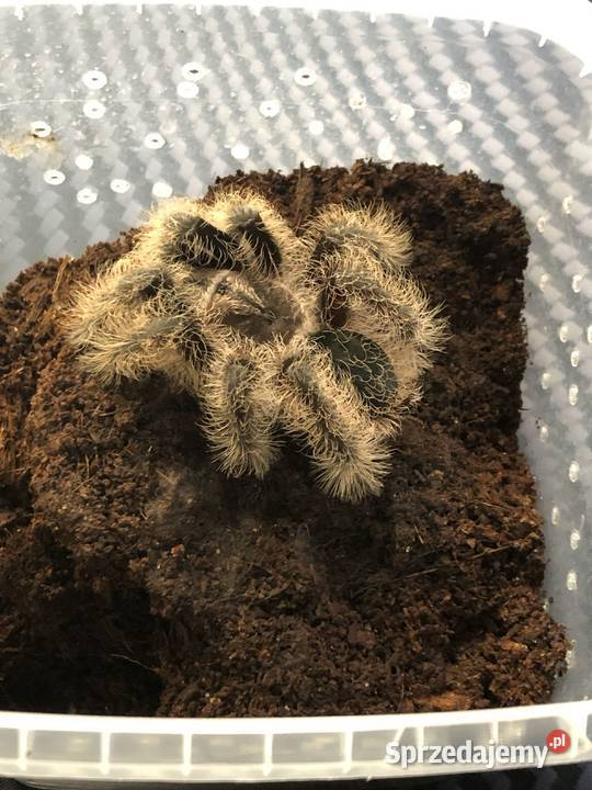 Ptaszniki Pozostałe