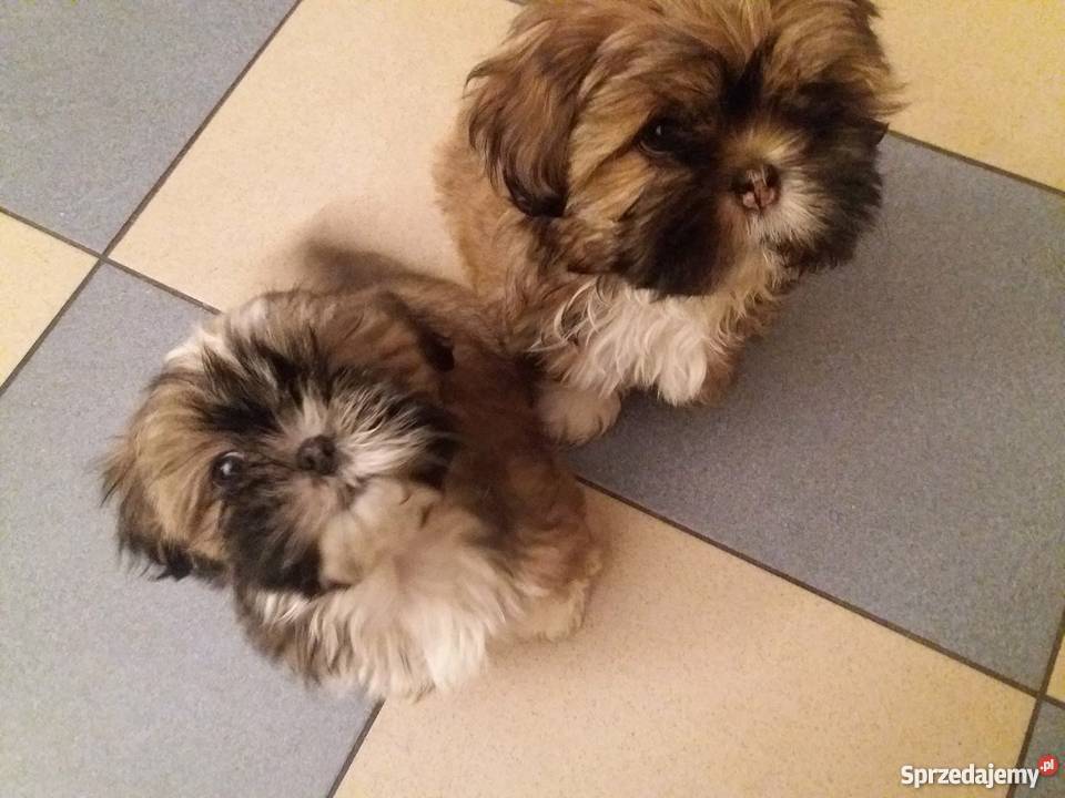 Szczenięta shih tzu Wieluń