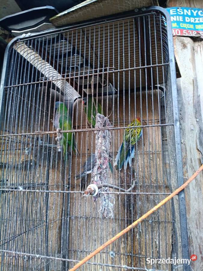 Papugi para podkarpackie