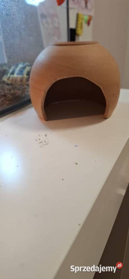 Żółw grecki lądowy Kraków