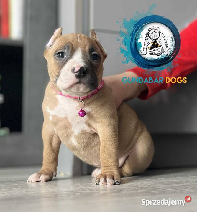 American Bully ABKC suczka Koło sprzedam