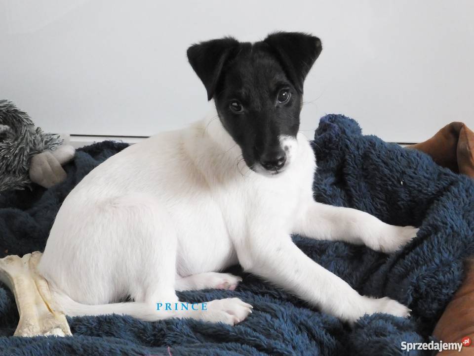 Foksterier krótkowłosy Inowrocław