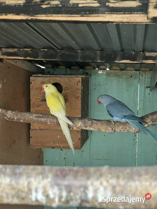 Aleksandretty obrożne różne mutacje Skała