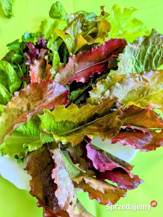 Sałata Musztardowa Pac Choi Tatsoi sałaty świata Ogród Kraków