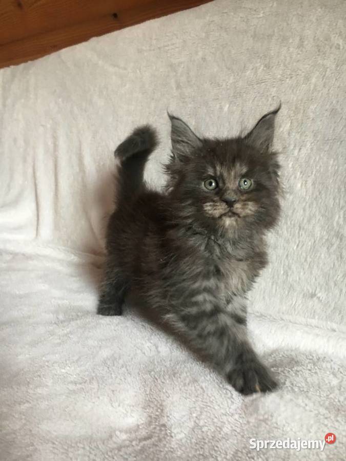 Kocięta Maine Coon wielkie koty Kraków