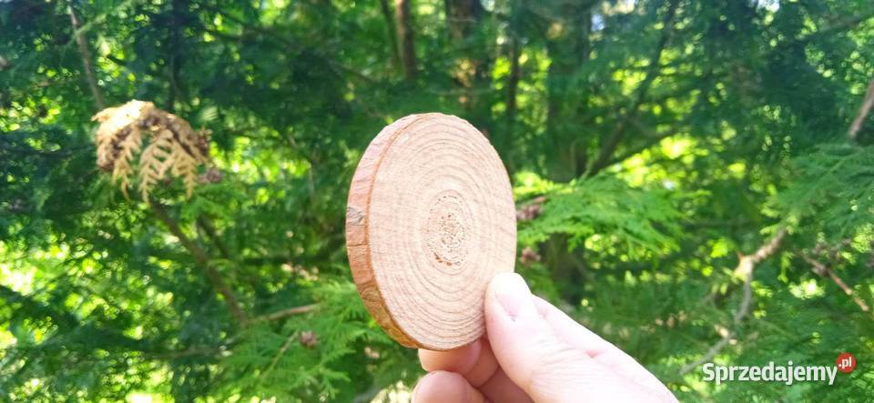 Plastry drewna 1000sztuk 210 krążki drewniane mazowieckie