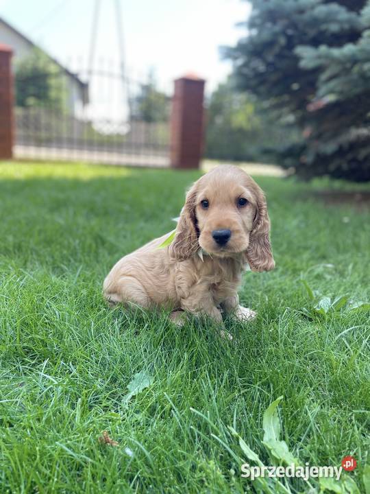 Cocker Spaniel szczeniak Kalisz sprzedam