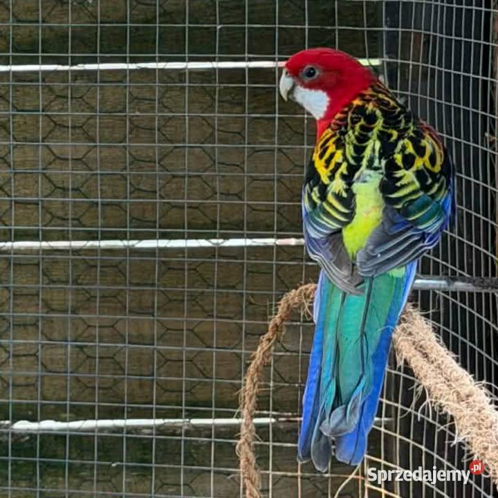 Rozella samiec 2025 r