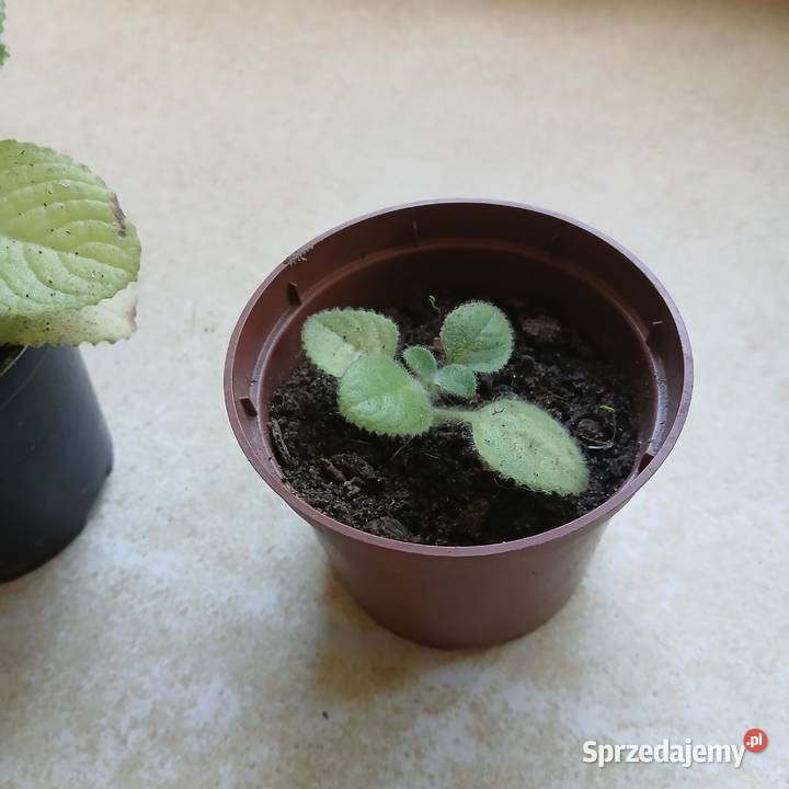 Oregano Kubańskie grubolistne Mięta Meksykańska pomorskie Nowy Dwór Wejherowski sprzedam