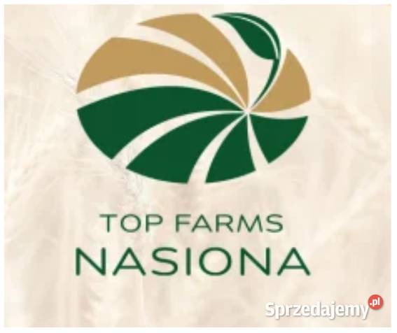 Pszenica jara LENNOX przewódkowa Wągrowiec