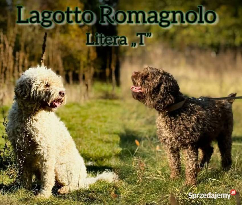 Lagotto Romagnolo
