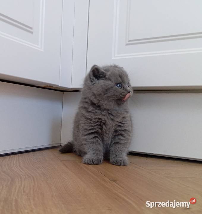 Kotkotek brytyjska niebieską świętokrzyskie Wzdół Rządowy