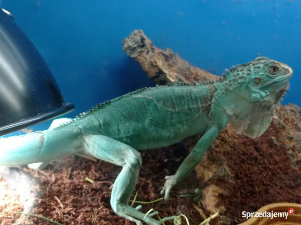 Blue Iguana Legwan Młody Blue Rzeszów sprzedam