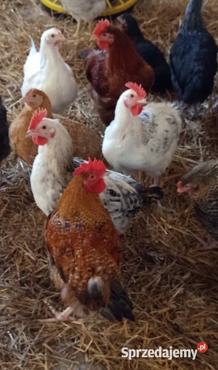 Sprzedam koguty Przespolew Kościelny sprzedam