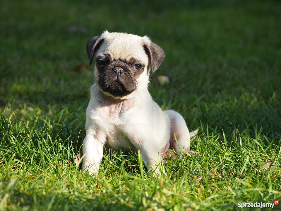 Mopsik suczka Mops sprzedam