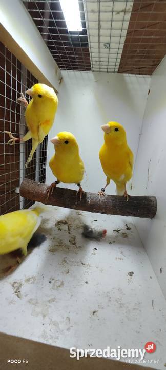 Sprzedam kanarki śląskie Jeżowa