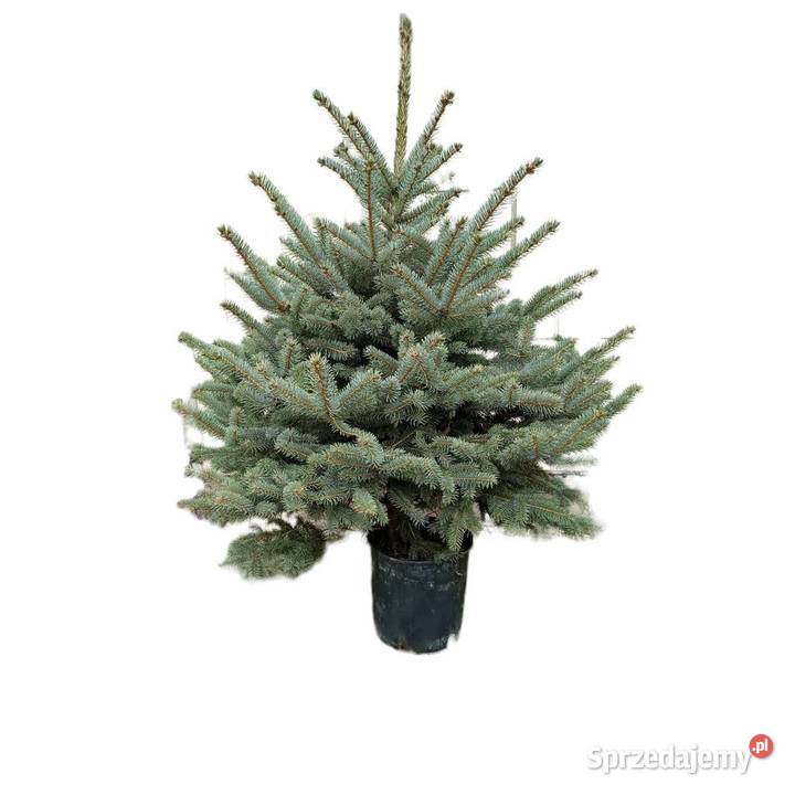 Choinki z plantacji z dostawą do domu mazowieckie Tarczyn