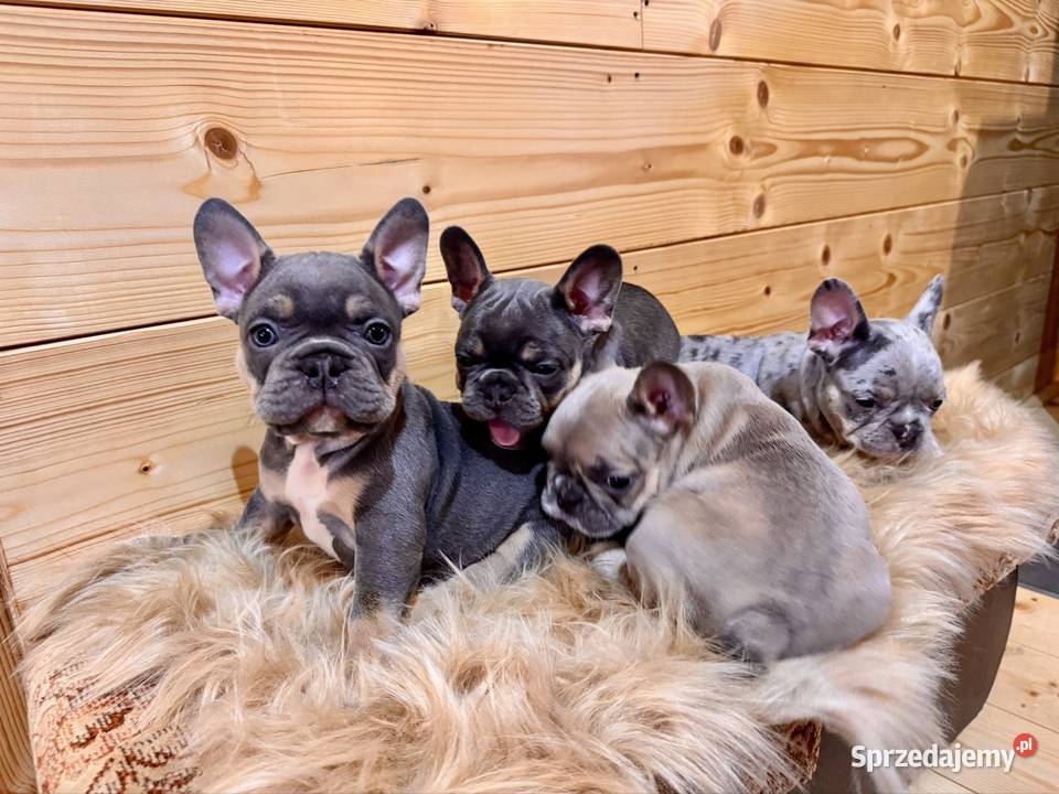 Buldog francuski Komańcza sprzedam