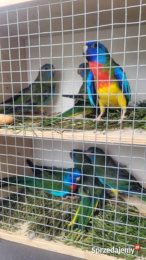 Papugi łąkowki wspaniałe Ptaki małopolskie Wieliczka