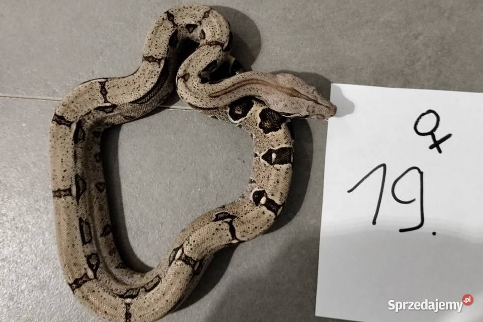 Boa cesarskie cb26 samice Połomia sprzedam