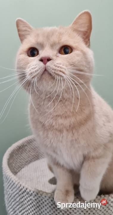 Kocur brytyjski kremowy Wierzyce