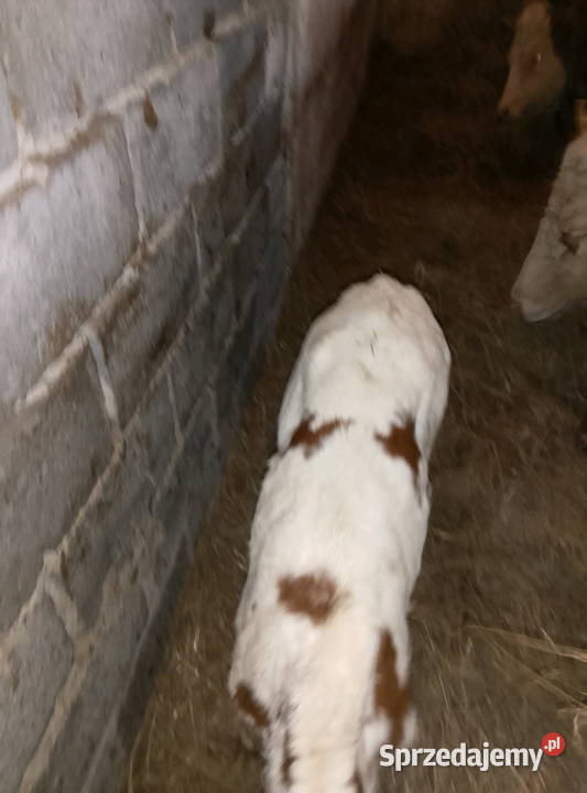 Byczek bez papieru Giełda zwierząt świętokrzyskie Mzurowa