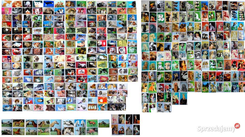 Stare pocztówki PRL Koty Psy Konie około 400 Biała Podlaska