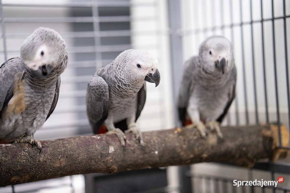 ŻAKO Kongijskie Cites Młode cites samce samice Kraków