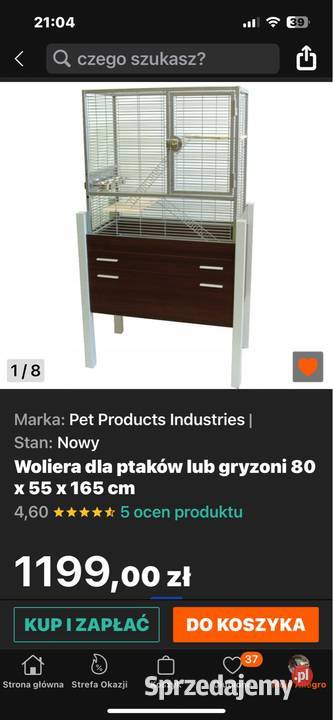 Papuga Aleksandreta obrożna ręcznie karmiona Ptaki śląskie Katowice