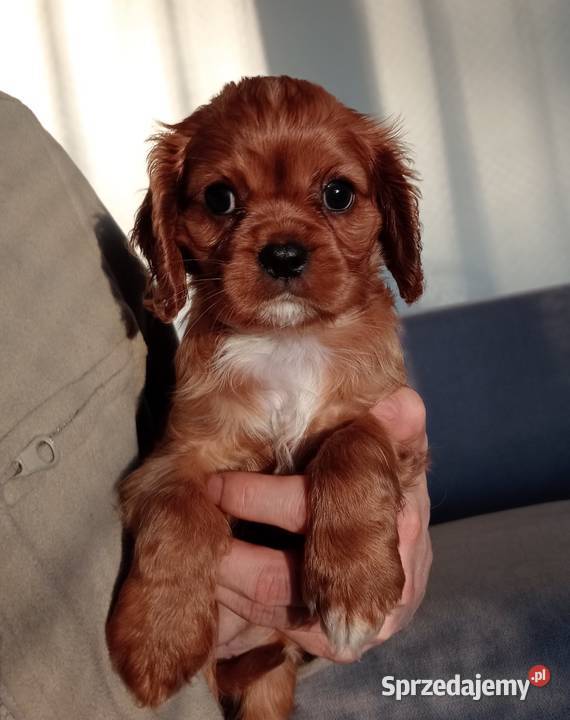 Cavalier King Charles Spaniel Ruby 2026 Cavalier King Charles Spaniel Częstochowa