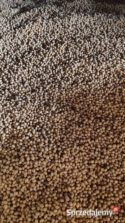 Soja Abaca opolskie Namysłów sprzedam