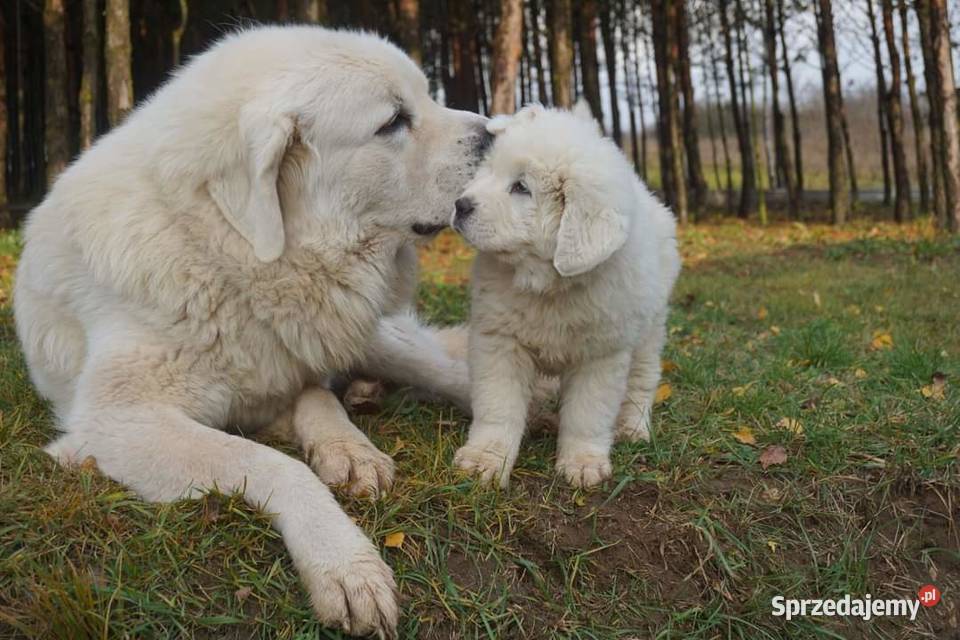 Owczarek Podhalański szczeniaki Ch i JWW17 świętokrzyskie