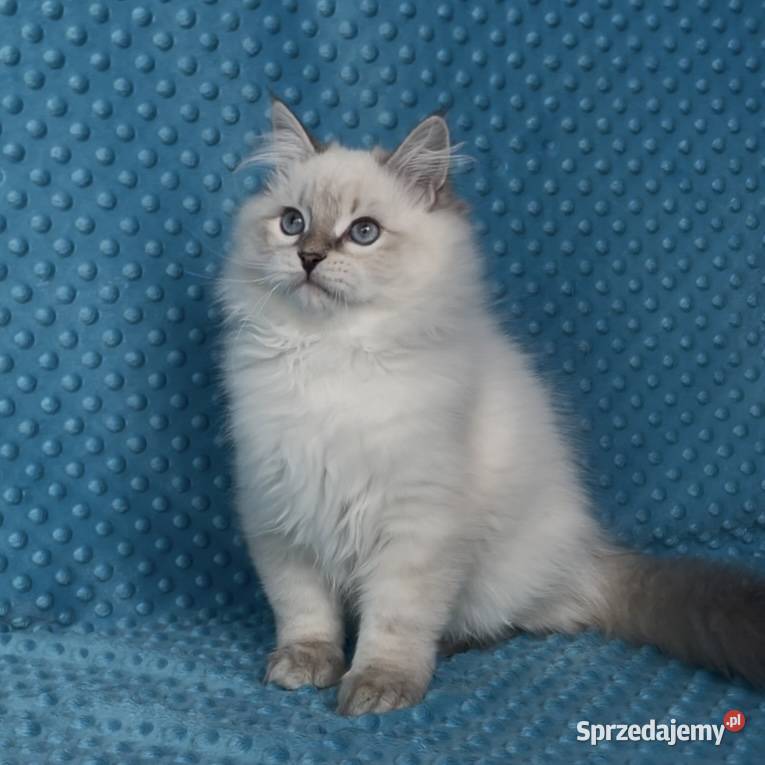 Kociak syberyjski Neva Masquerade Sosnowiec sprzedam