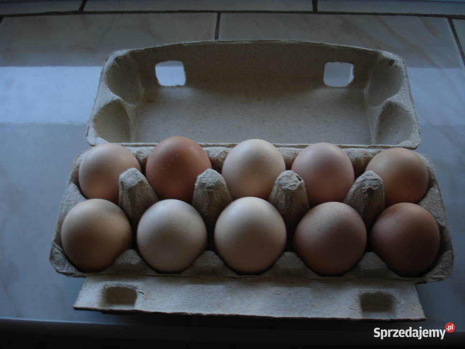 Jajka kurze Iłża