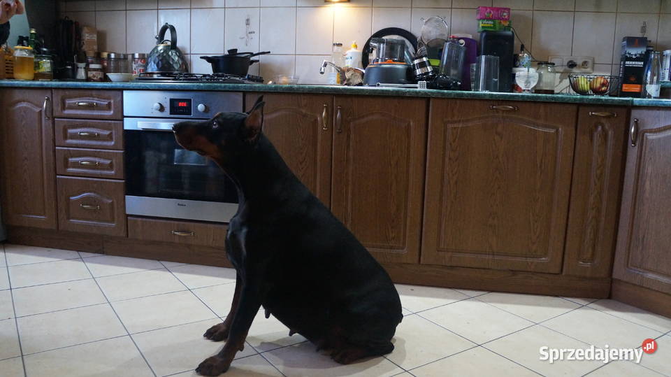 szczeniaki doberman Bydgoszcz