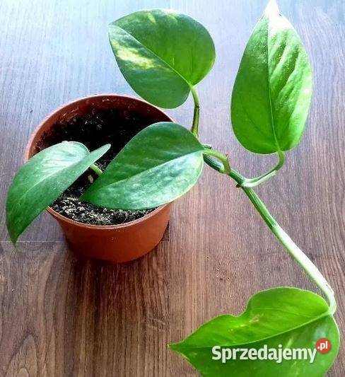 Epipremnum sprzedaż roślin domowych sprzedam