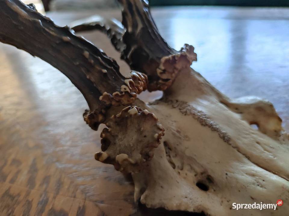 poroże porostki rogi jelenia kozła daniela Kielce