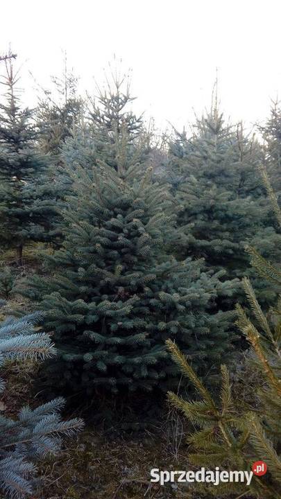 Świerki Choinki Zwykłe Srebrne Drzewko Świąteczne Wigilia Duży Wybór Chełm