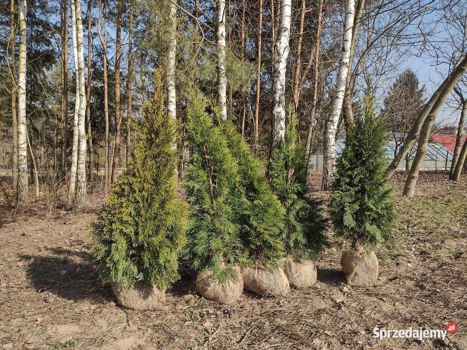 Tuje szmaragd Thuja szmaragd