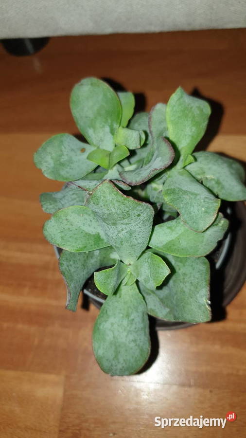 grubosz Arborescens undulatifolia Blue Hale nie mazowieckie Warszawa sprzedam