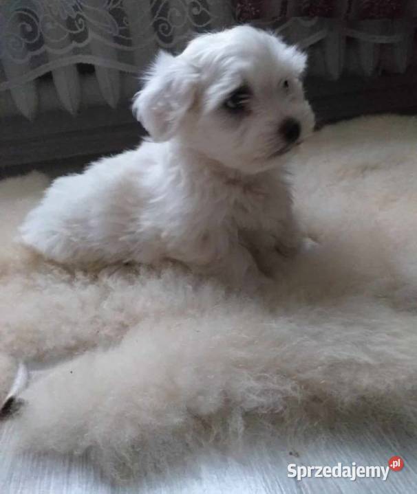 Maltańczyk Maltańczyk Wietrzychowice