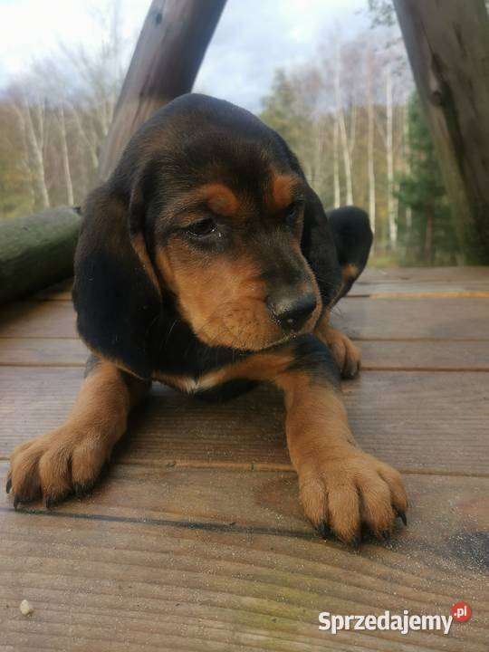 Ogar polski pieski i suczki Krasna sprzedam